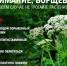Борщевик опасен, особенно в пору цветения. - Murom.Ru