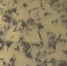 Почем рыбка?! - Murom-Tv.Ru