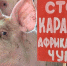 Из-за вспышки АЧС в Петроково зону отчуждения увеличили до 8 км - ProMurom.Ru