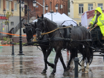 Тысячи муромлян бесплатно прокатились на лошадях в День города
